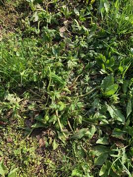 Image of annual ragweed