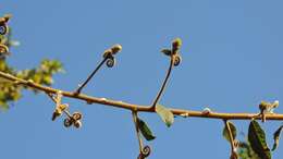 Imagem de Hugonia orientalis Engl.