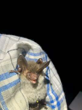 Myotis bechsteinii (Kuhl 1817)的圖片