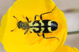 Image of Ornate Checkered Beetle