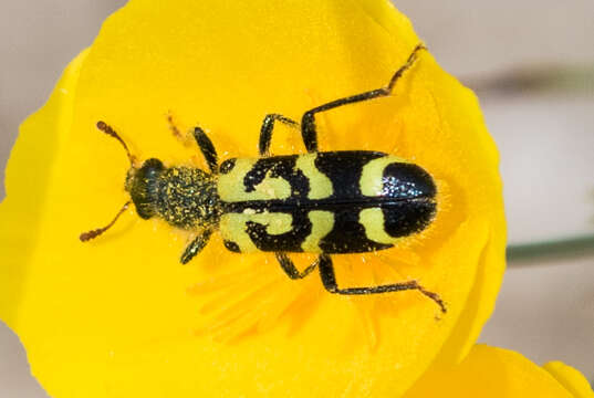 Image of Ornate Checkered Beetle