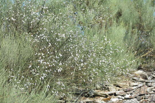 Image of striated broom