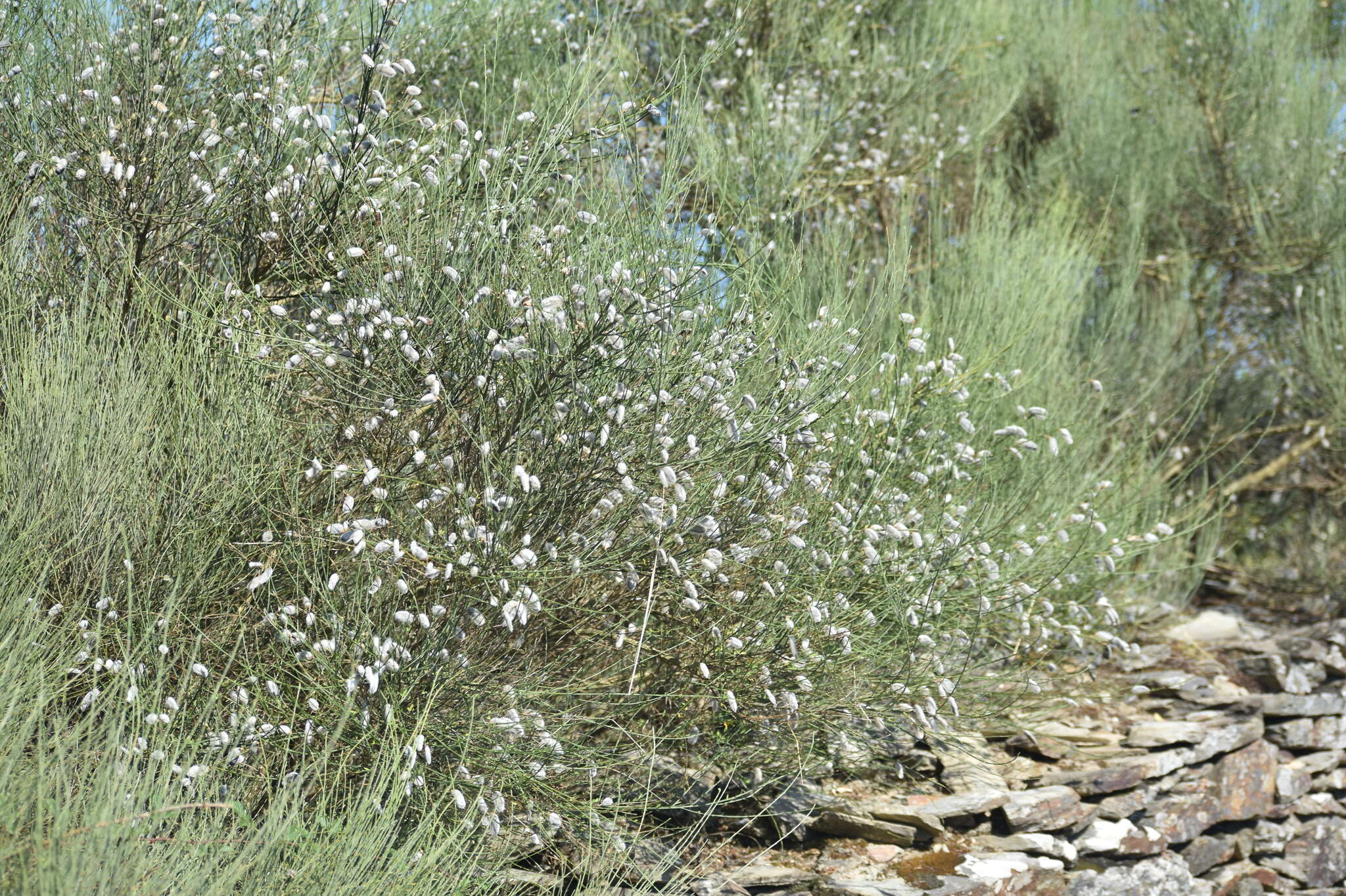 Image of striated broom