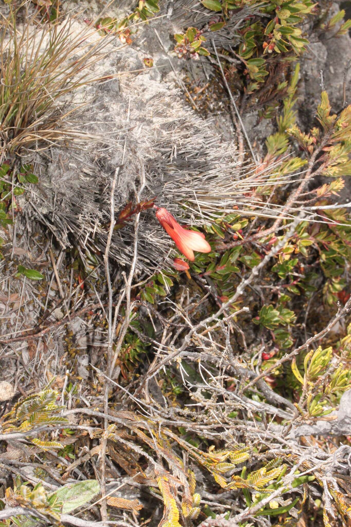 Image of Gentianella cernua (Kunth) Fabris