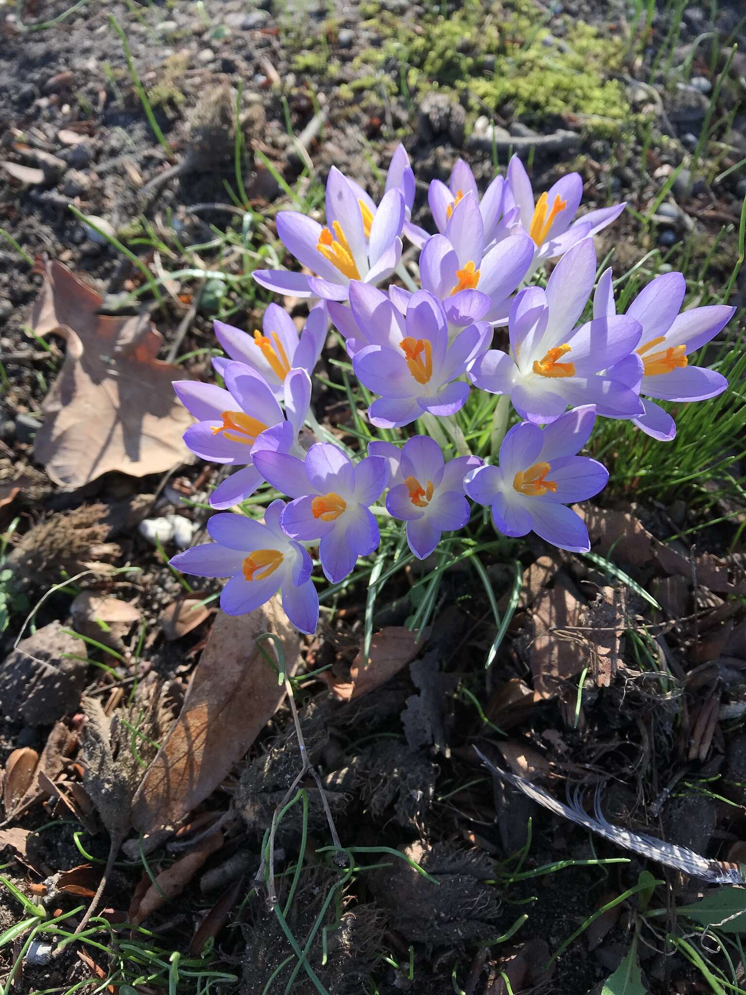 Image of Tomasini's crocus