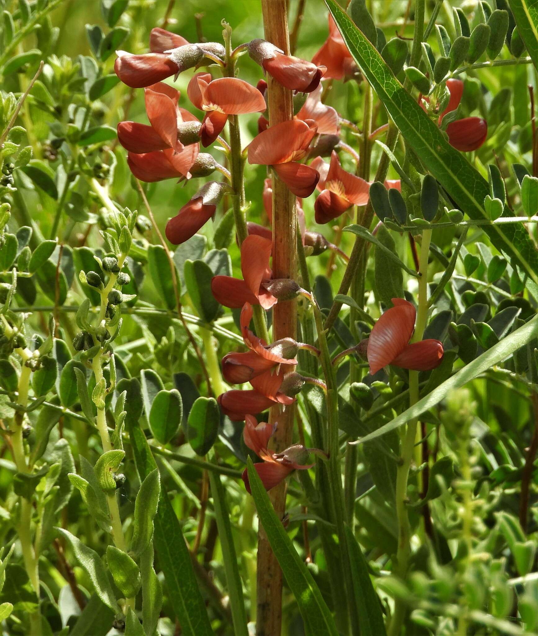 Imagem de Sphaerophysa