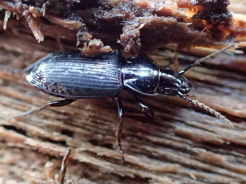 Imagem de Pterostichus (Bothriopterus) adstrictus Eschscholtz 1823