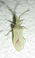 صورة Brotheolus viridis (Distant 1902)