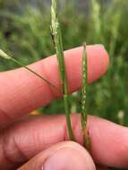 Image of flote-grass, floating sweet-grass