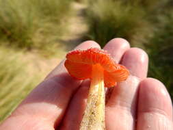 Image of Hygrocybe conicoides (P. D. Orton) P. D. Orton & Watling 1969