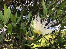 Image of Capparis mitchellii Lindl.