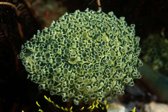 Image of Clavelina robusta Kott 1990