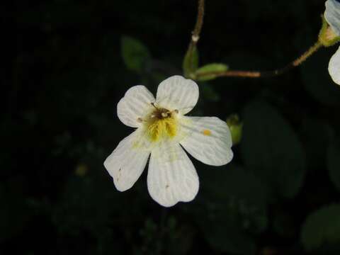 Imagem de Ourisia macrophylla subsp. lactea (L. B. Moore) Meudt