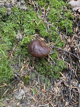 Image of Golden-gilled bolete