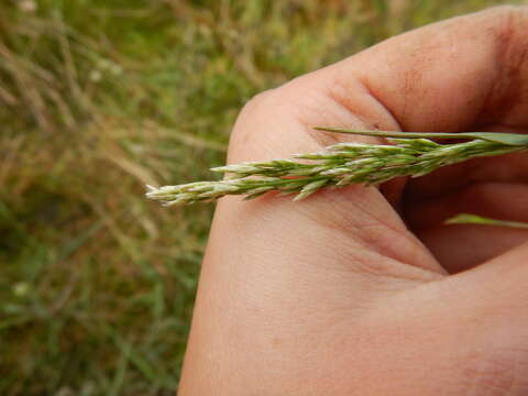 Image of Deschampsia cespitosa subsp. cespitosa