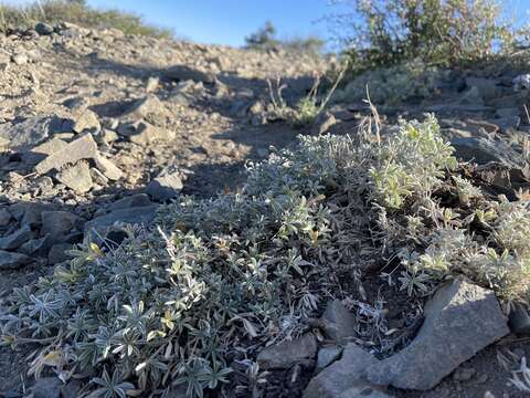 Image of silver lupine