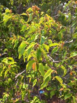 Image of Leptolaena cuspidata Baker