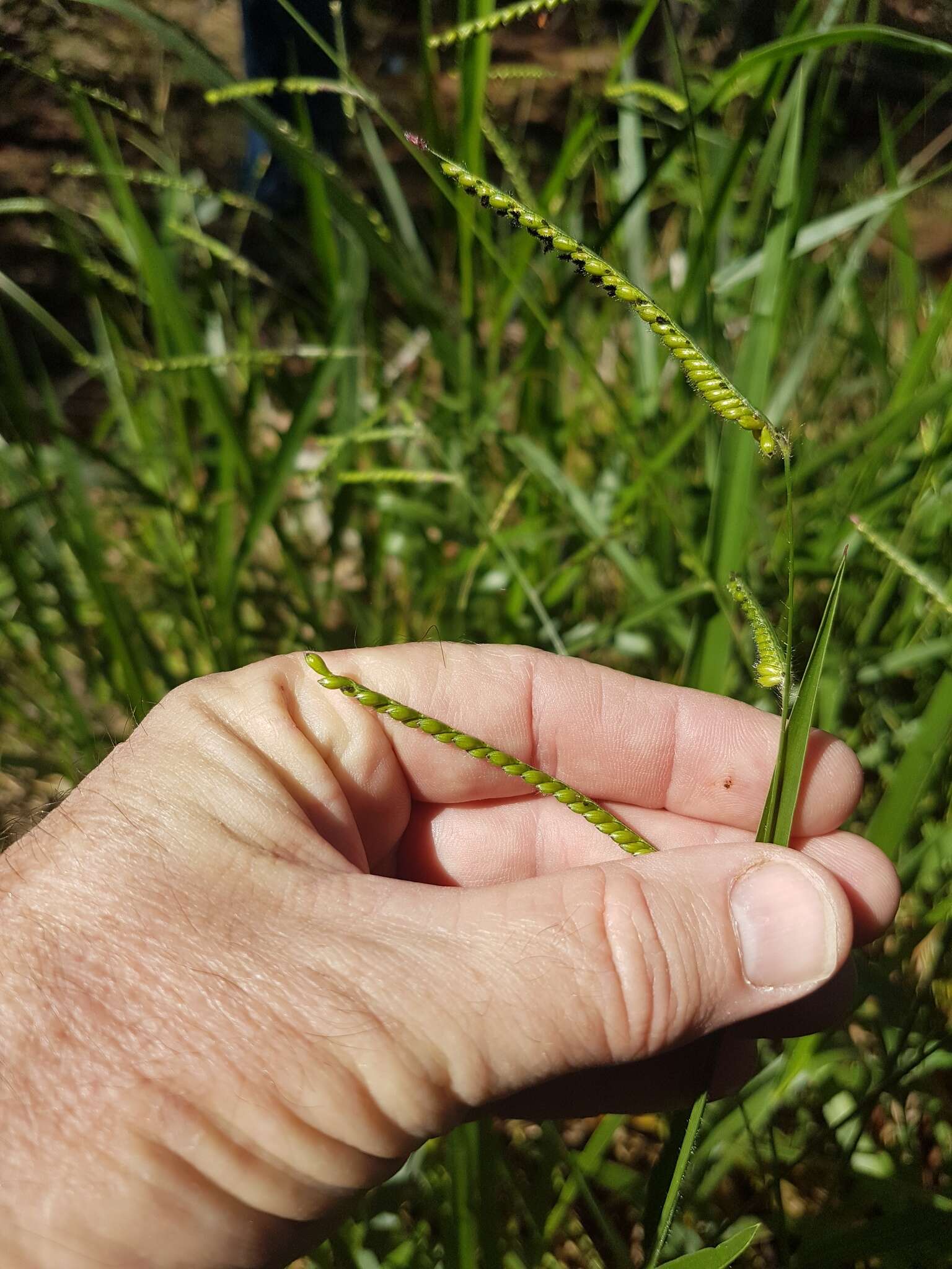 Image of spreading liverseed grass