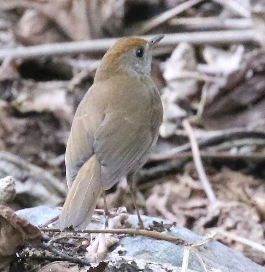 Image of Ruddy-capped Nightingale-Thrush