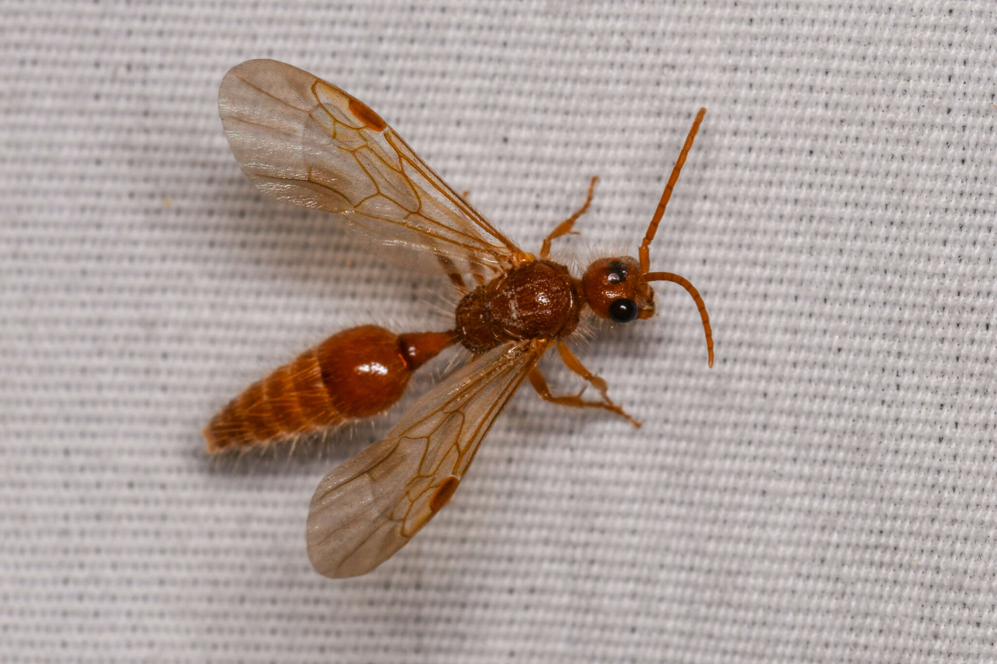 Image de Odontophotopsis exogyra Viereck 1903