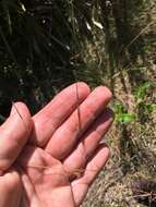 Image of Black-Seed Spear Grass