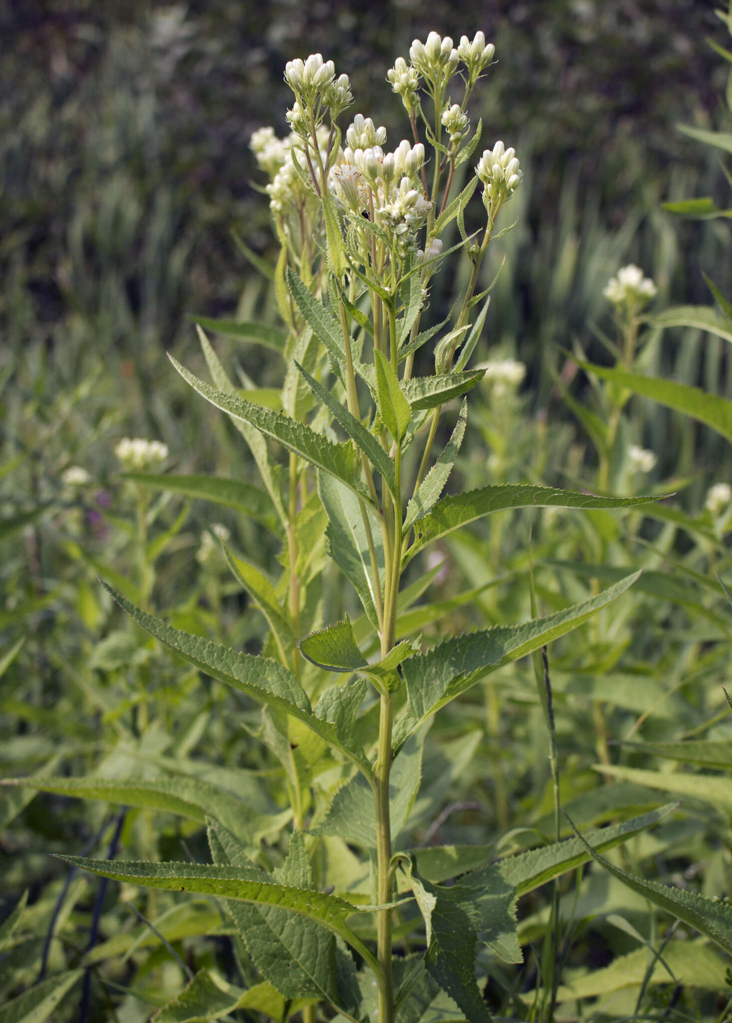 Image of false Indian plantain