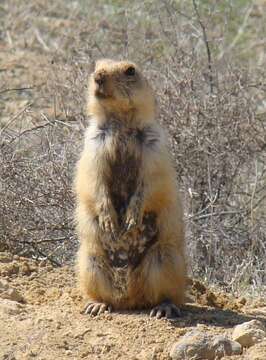 Image of Yellow Ground Squirrel