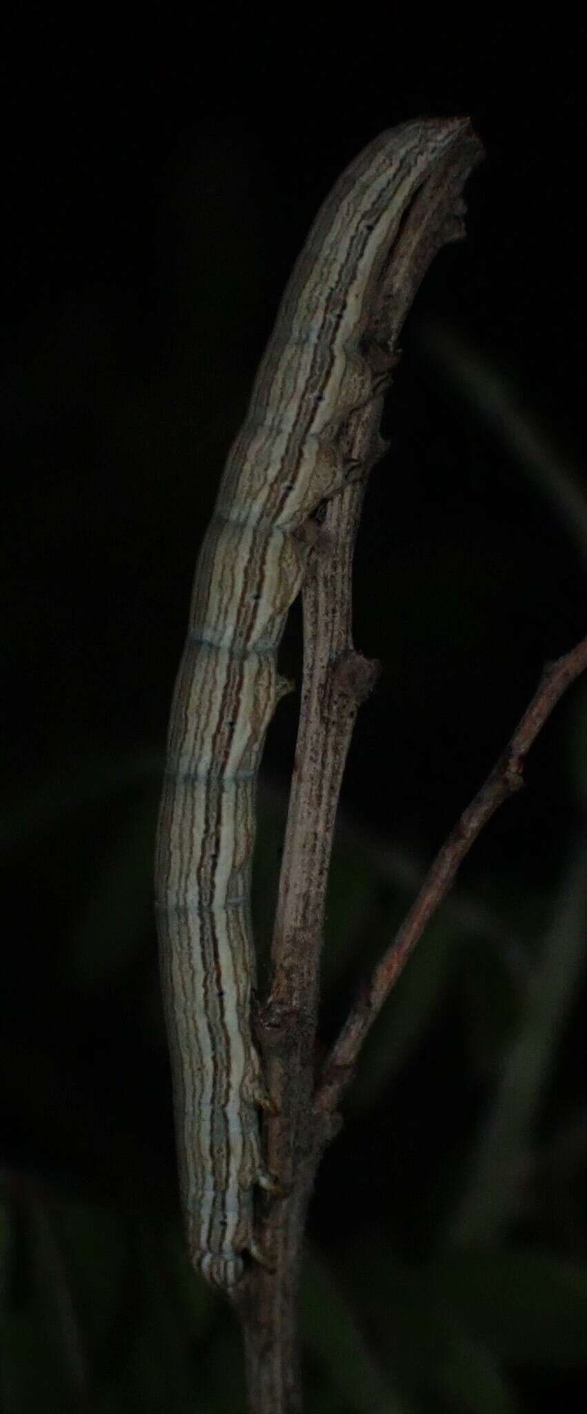 Image of Abbreviated Underwing Moth