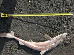 Image of Cape Shark