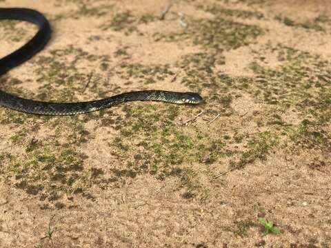 Image of Blandings Tree Snake