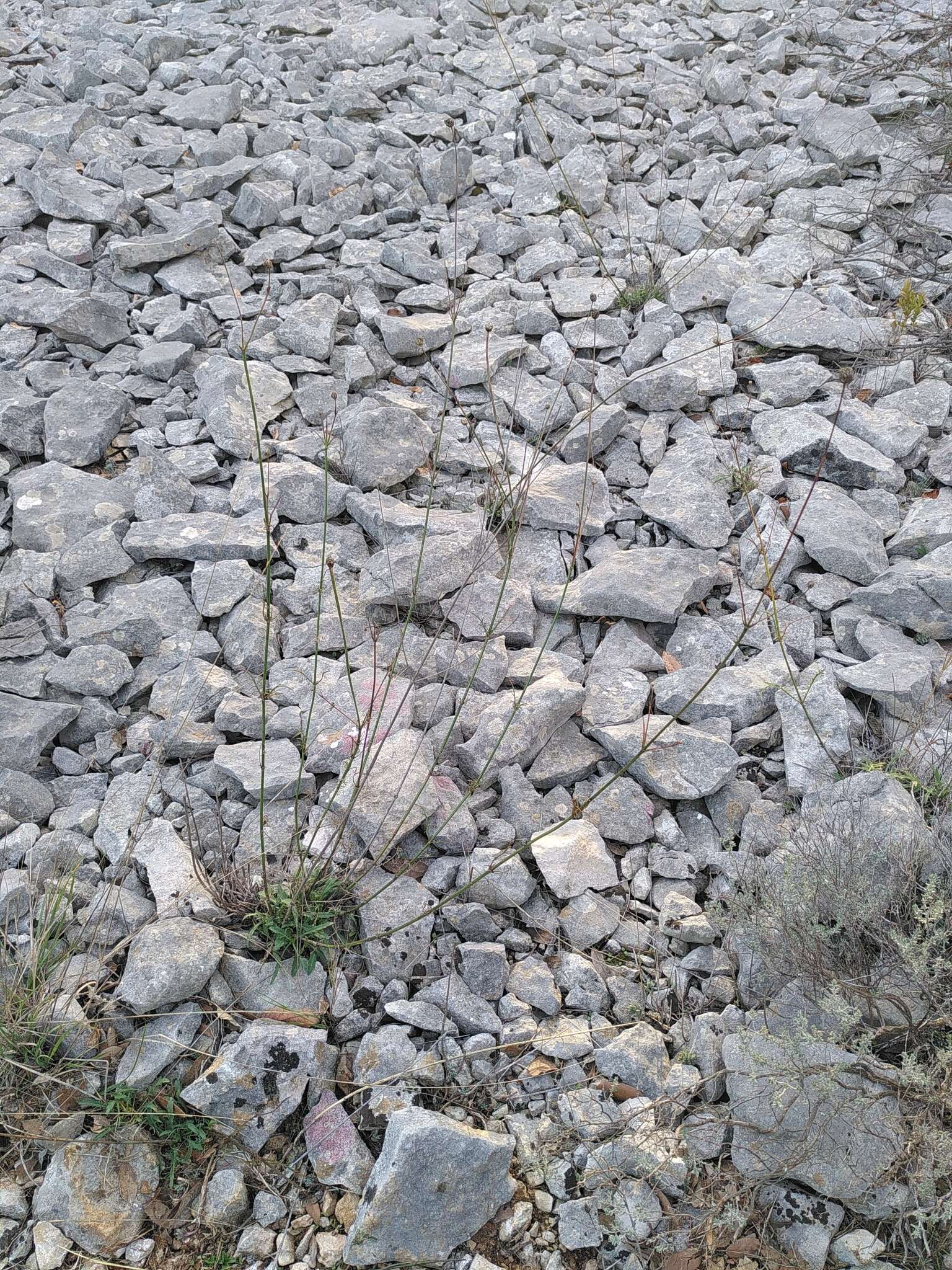 Image of Cephalaria leucantha (L.) Schrad.