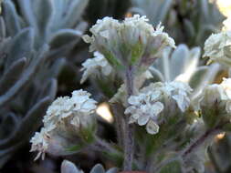 Petalacte coronata (L.) D. Don resmi