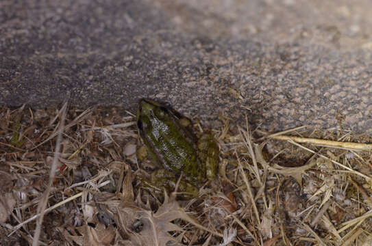 Image of Cretan Frog