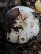 Image of Lactarius aquizonatus Kytöv. 1984