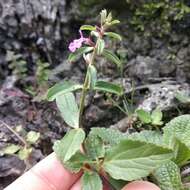 Image of Stachys keerlii Benth.