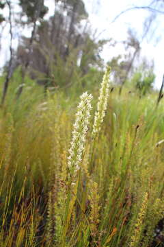 Image of Christmas leek orchid