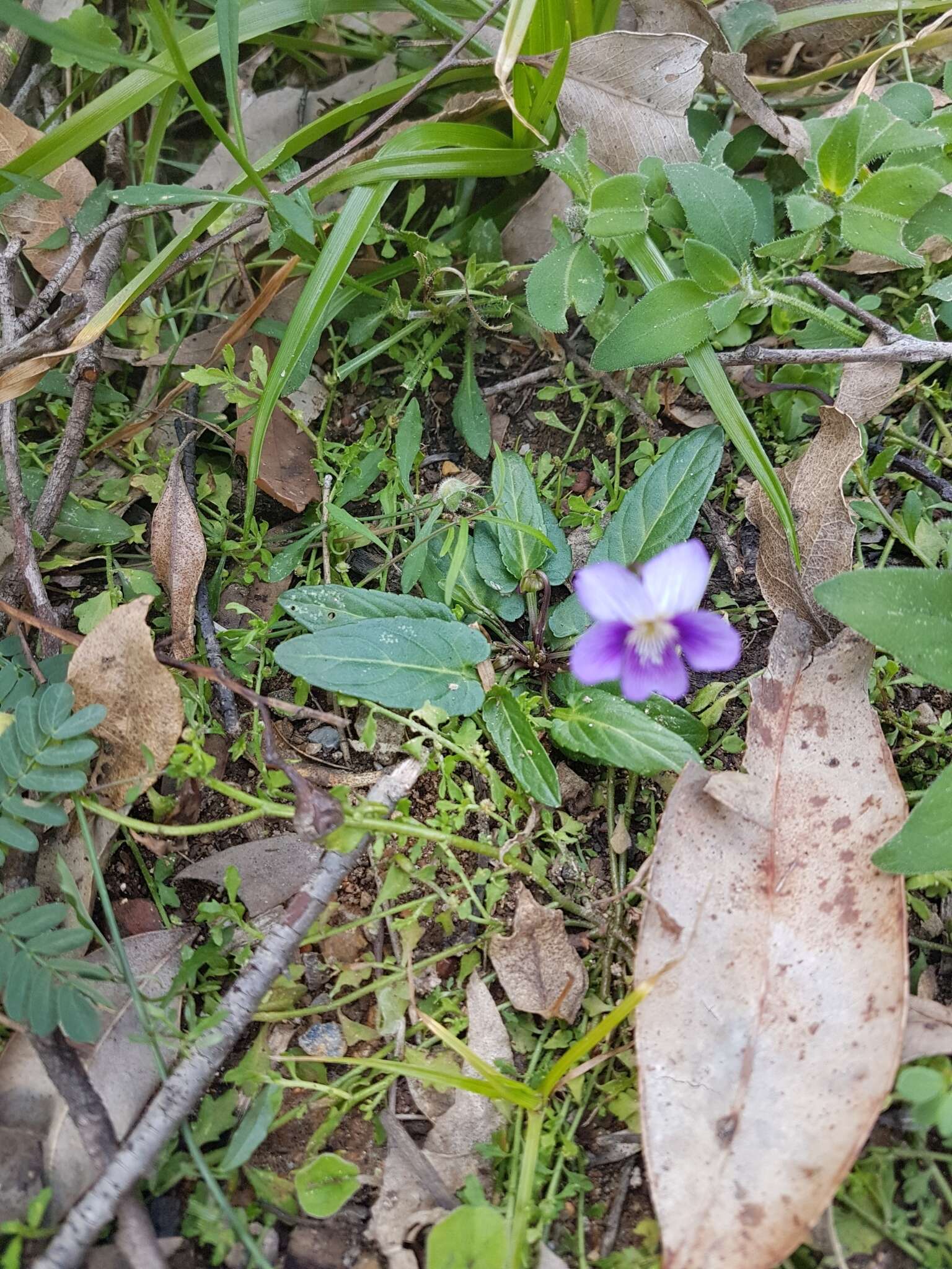 Imagem de Viola betonicifolia Smith