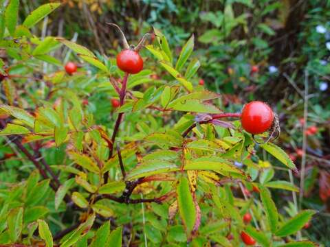 Plancia ëd Rosa virginiana J. Herrmann