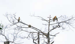 Image of Eastern White-bellied Parrot