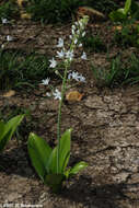 Image of Ornithogalum convallarioides H. Perrier