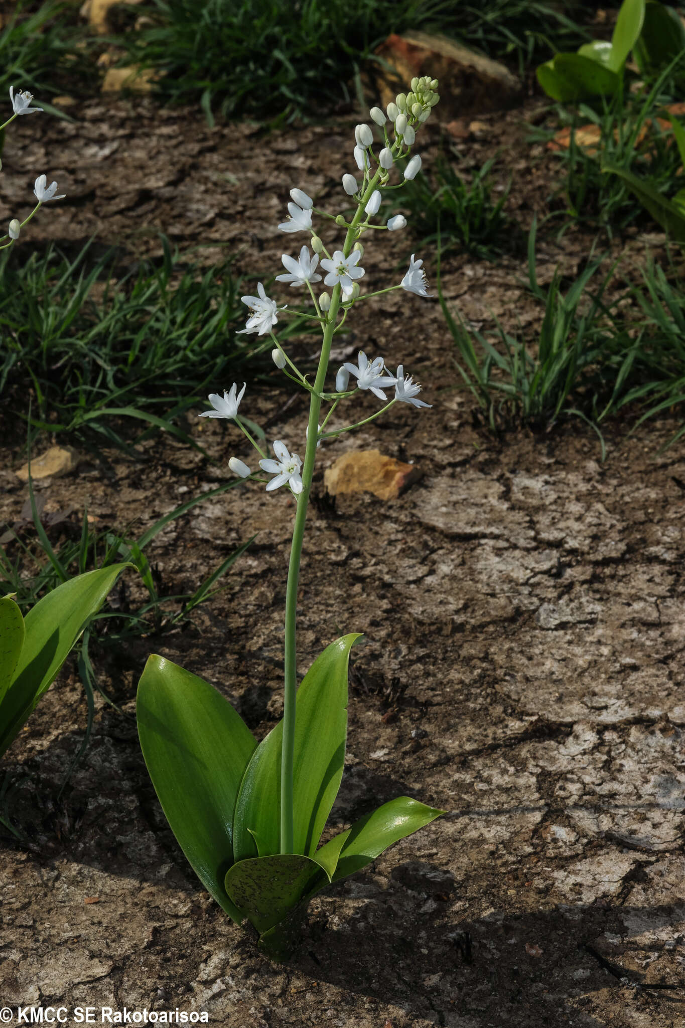 Image of Ornithogalum convallarioides H. Perrier