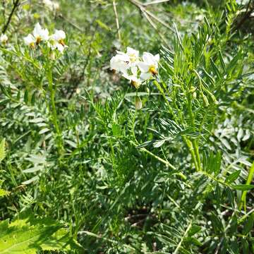 Plancia ëd Solanum pinnatisectum Dun.