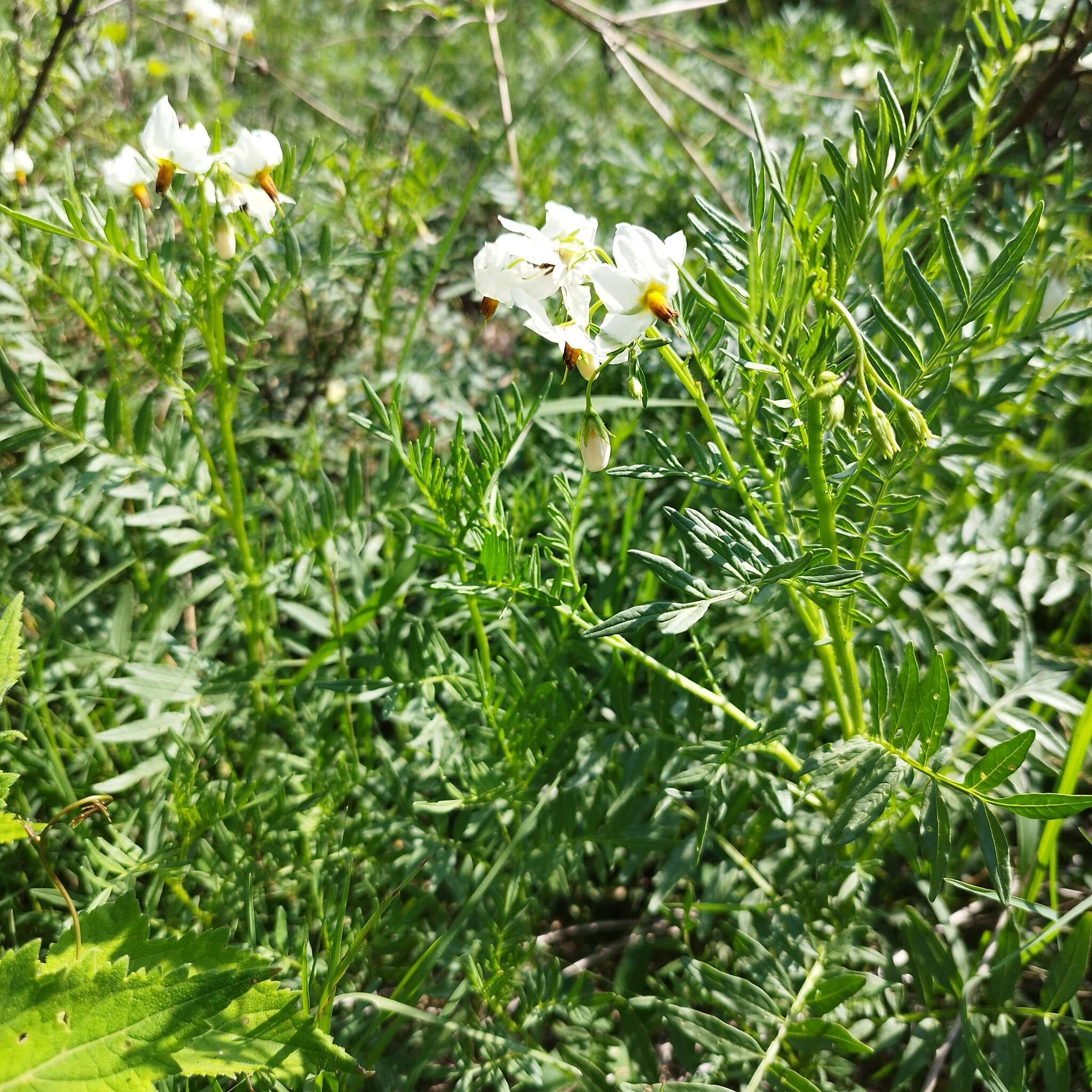 Imagem de Solanum pinnatisectum Dun.