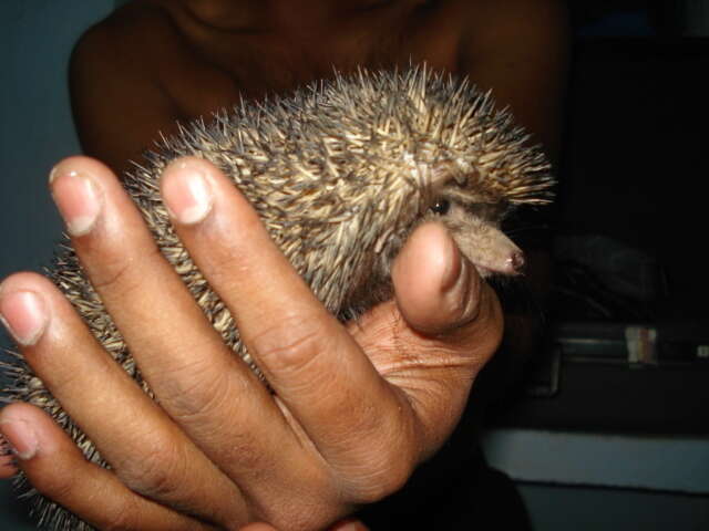 Image of Indian Hedgehog