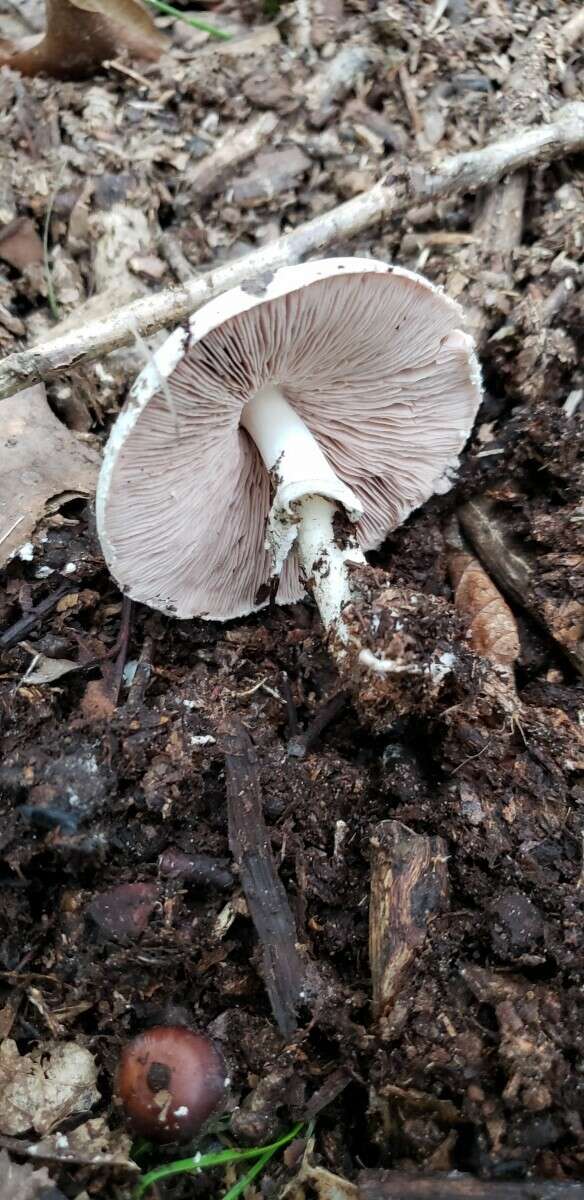 Image of Agaricus butyreburneus Kerrigan, Guinb. & Callac 2016