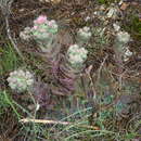 Image of Sempervivum marmoreum subsp. erythraeum (Velen.) B. J. M. Zonneveld