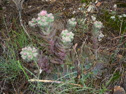 Image of Sempervivum marmoreum subsp. erythraeum (Velen.) B. J. M. Zonneveld