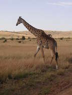 Image of Giraffa camelopardalis tippelskirchi Matschie 1898