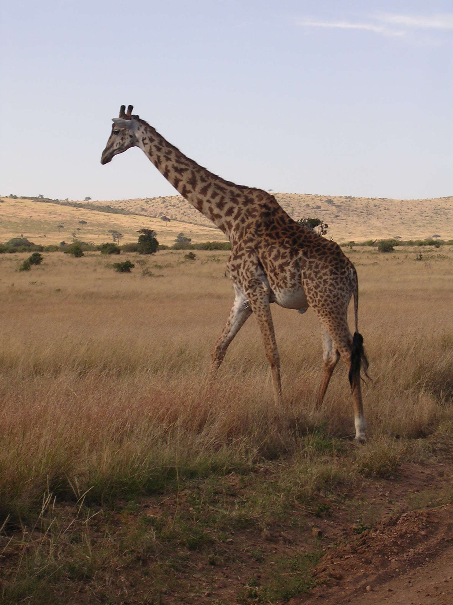 Image of Giraffa camelopardalis tippelskirchi Matschie 1898