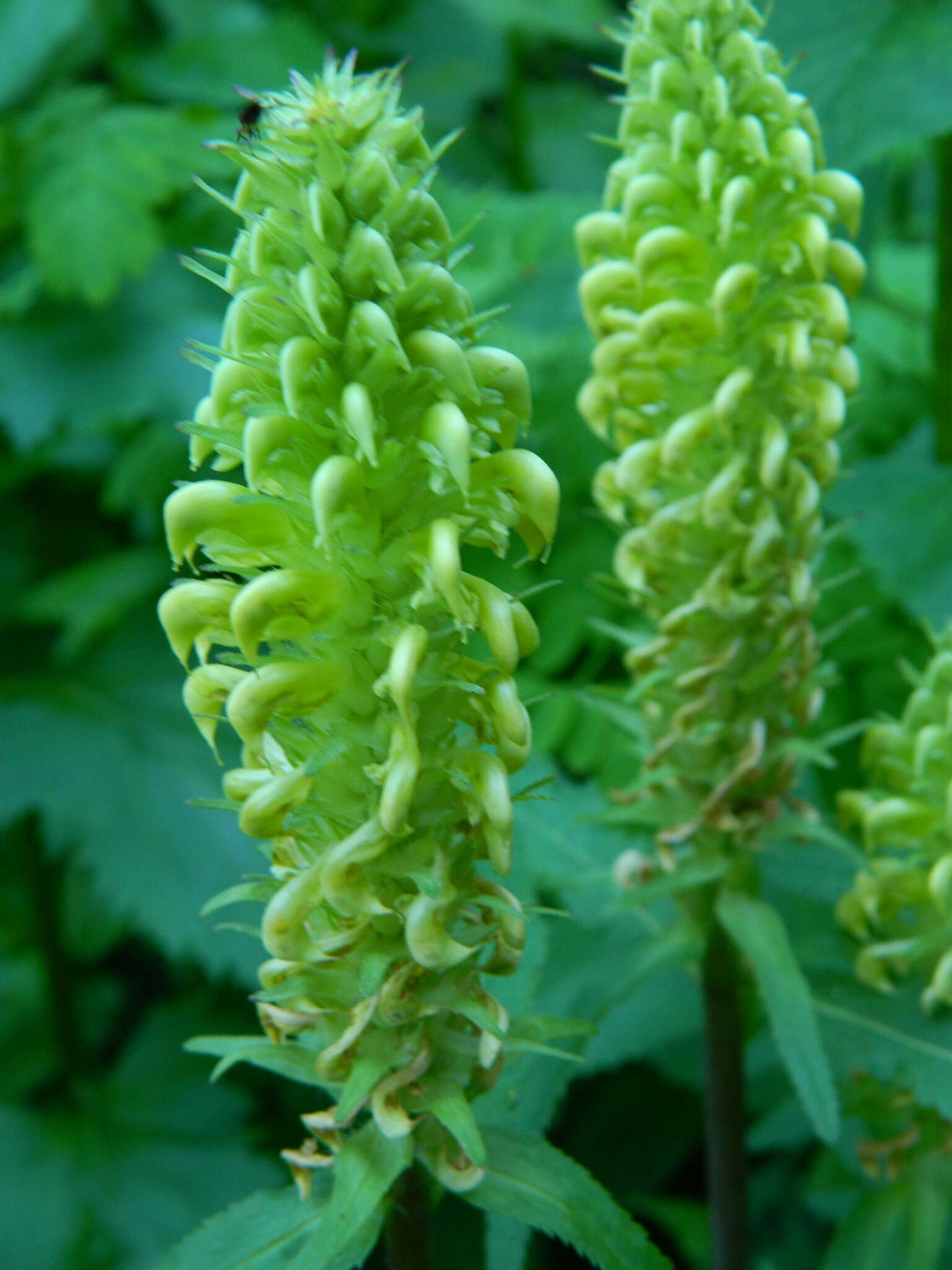 Imagem de Pedicularis bracteosa var. siifolia (Rydb.) Cronq.